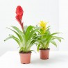 BROMELIA MACETA 9CM