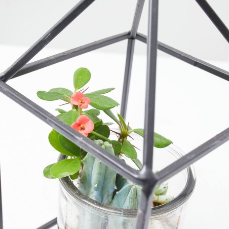 COMPO TEA LIGHT