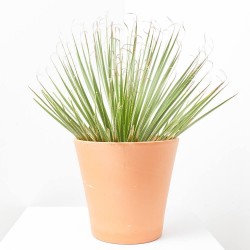 DASYLIRIUM MACETA  5L