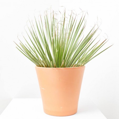 DASYLIRIUM MACETA  5L