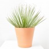 DASYLIRIUM MACETA  5L