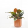 PHILODENDRON IMPERIAL RED MACETA 30CM
