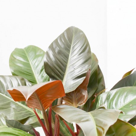 PHILODENDRON IMPERIAL RED MACETA 30CM