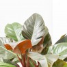PHILODENDRON IMPERIAL RED MACETA 30CM