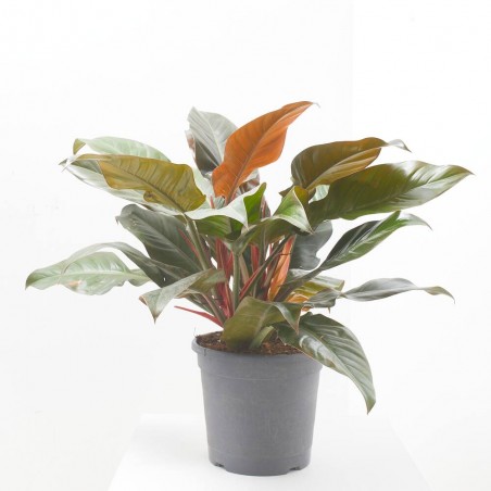 PHILODENDRON IMPERIAL RED MACETA 30CM