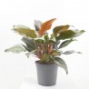 PHILODENDRON IMPERIAL RED MACETA 30CM