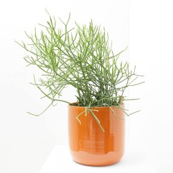 EUPHORBIA TICURALLI MACETA 26CM