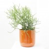 EUPHORBIA TICURALLI MACETA 26CM