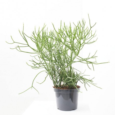 EUPHORBIA TICURALLI MACETA 26CM