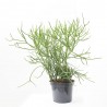 EUPHORBIA TICURALLI MACETA 26CM