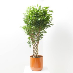 FICUS BENJAMINA COLUMNA MACETA 25CM
