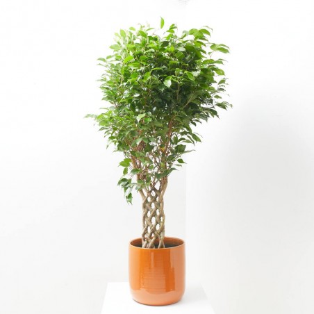 FICUS BENJAMINA COLUMNA MACETA 25CM