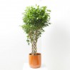 FICUS BENJAMINA COLUMNA MACETA 25CM