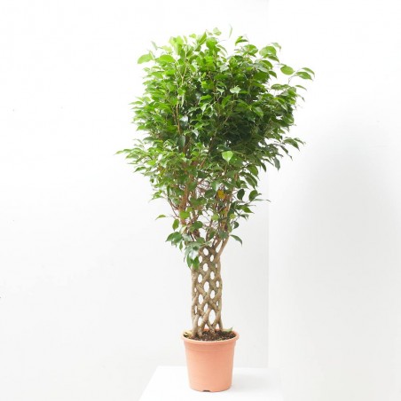 FICUS BENJAMINA COLUMNA MACETA 25CM