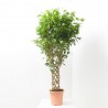 FICUS BENJAMINA COLUMNA MACETA 25CM