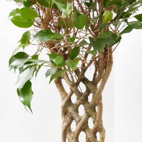 FICUS BENJAMINA COLUMNA MACETA 25CM