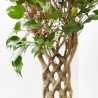 FICUS BENJAMINA COLUMNA MACETA 25CM