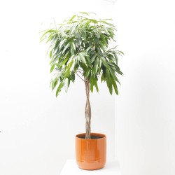 FICUS AMSTEL KING TRENZADO MACETA 30CM