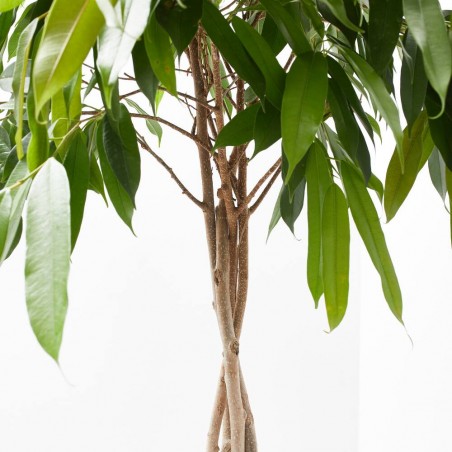 FICUS AMSTEL KING TRENZADO MACETA 30CM
