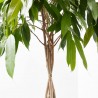FICUS AMSTEL KING TRENZADO MACETA 30CM