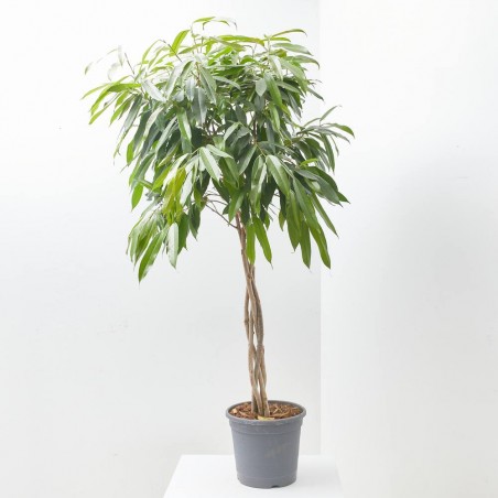 FICUS AMSTEL KING TRENZADO MACETA 30CM