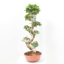 FICUS MICROCARPA GINSENG TARRINA 35CM TIPO BONSÁI