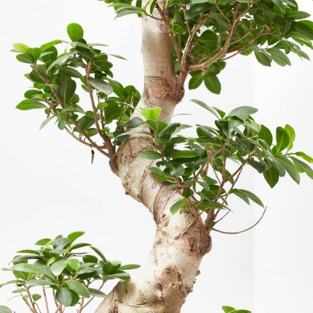 FICUS MICROCARPA GINSENG TARRINA 35CM TIPO BONSÁI