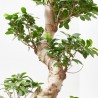 FICUS MICROCARPA GINSENG TARRINA 35CM TIPO BONSÁI