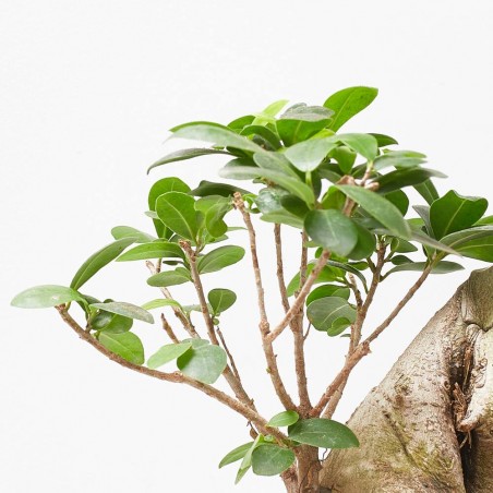 FICUS MICROCARPA GINSENG TARRINA 35CM TIPO BONSÁI