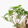 FICUS MICROCARPA GINSENG TARRINA 35CM TIPO BONSÁI