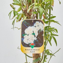 ROSAL BANKSIAE ALBA MACETA 10 LITROS