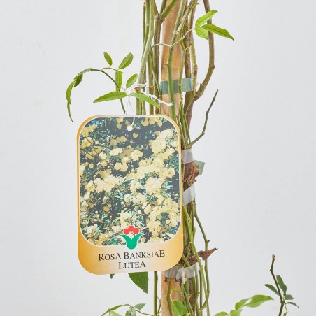 ROSAL BANKSIAE LUTEA MACETA 10 LITROS