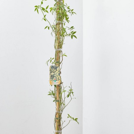 ROSAL BANKSIAE LUTEA MACETA 10 LITROS