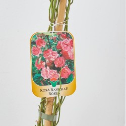 ROSAL BANKSIAE ROSEA MACETA 10 LITROS