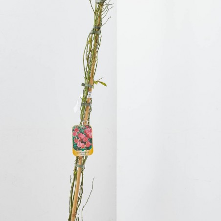 ROSAL BANKSIAE ROSEA MACETA 10 LITROS