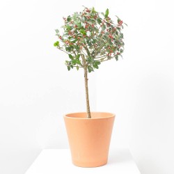 ACEBO MACETA 5L EXTRA COPA