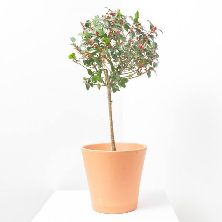 ACEBO MACETA 5L EXTRA COPA