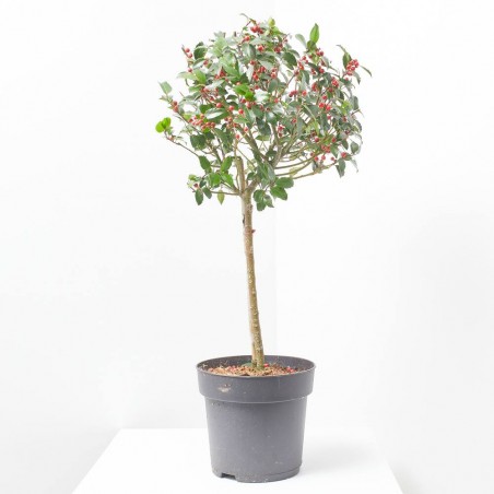 ACEBO MACETA 5L EXTRA COPA
