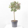 ACEBO MACETA 5L EXTRA COPA