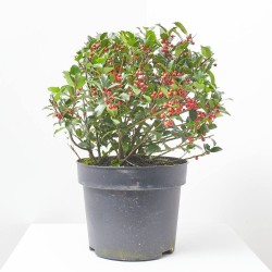 ACEBO  MACETA 10L BOLA