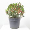 ACEBO  MACETA 10L BOLA