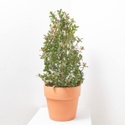 ACEBO MACETA 10L PIRÁMIDE