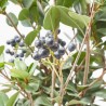 RHAPHIOLEPIS UMBELLATA OVATA CLT. 10