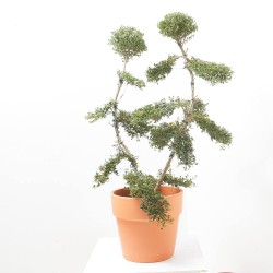 ILEX CRENATA KINME BONSÁI