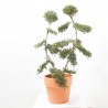 ILEX CRENATA KINME BONSÁI