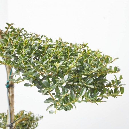 ILEX CRENATA KINME BONSÁI