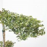 ILEX CRENATA KINME BONSÁI