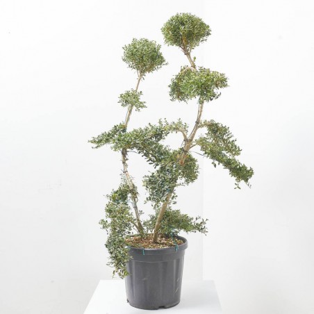 ILEX CRENATA KINME BONSÁI