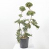 ILEX CRENATA KINME BONSÁI