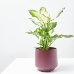 DIEFFEMBACHIA CAMILA